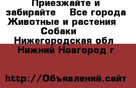 Приезжайте и забирайте. - Все города Животные и растения » Собаки   . Нижегородская обл.,Нижний Новгород г.